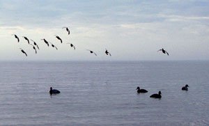 Ducks landing into a decoy spread on open water