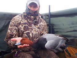 Hunter in camouflage holding a drake redhead in the blind