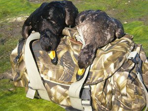 A pair of ducks laid across a camouflage blind bag