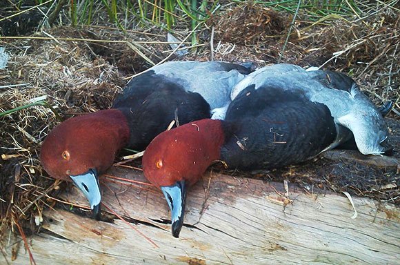 A limit of redhead ducks on the boat deck